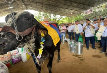 La vaca logró el récord durante la Feria Expo Caquetá 2021. Foto: Gobernación del Caquetá, Ganadería, ganadería colombia, noticias ganaderas, noticias ganaderas colombia, CONtexto ganadero, bohemia, vaca bohemia, vaca bohemia caqueta, vaca lechera bohemia record, vaca record produccion de leche, cuanta leche puede generar una vaca, expo caqueta 2021
