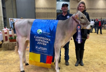 Los Alpes Richard Remolacha se coronó como Campeona Suprema Joven de las razas lecheras en Colombia en la edición de Agroexpo 2021. Foto: Cortesía Los Alpes Richard Remolacha, Remolacha pardo suizo, pardo suizo, vaca pardo suiza, Campeona Suprema Joven Agroexpo 2021, vaca pardo suizo campeona suprema, vaca jersey, ganadería Los Alpes, Los Alpes pardo suizo, vacas pardo suizo, ganado bovino, ganadería bovina, carne, leche, ganaderos, ganaderos colombia, ganado, vacas, vacas Colombia, bovinos, Ganadería, ganadería colombia, noticias ganaderas, noticias ganaderas colombia, CONtexto ganadero, contextoganadero
