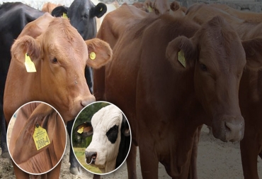 La trazabilidad bovina es un elemento esencial que no solo permite alcanzar mercados externos de alto valor, sino que también estimula el mercado interno y mitiga flagelos como el contrabando y el sacrificio ilegal. Foto: revistageneticabovina.com - ica.gov.co Identifica, ICA, trazabilidad Colombia, Cifras Identifica 2021, Trazabilidad, trazabilidad bovina Identifica 2020, fedegan, estatus sanitario, libre de aftosa, avances trazabilidad bovina, MinAgricultura trazabilidad, trazabilidad bovina colombia, Sinigán, trazabilidad bovina fedegán, ganado bovino, ganadería bovina, carne, leche, ganaderos, ganaderos colombia, ganado, vacas, vacas Colombia, bovinos, Ganadería, ganadería colombia, noticias ganaderas, noticias ganaderas colombia, CONtexto ganadero, contextog