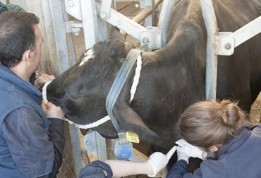 Una de las claves para el manejo de animales enfermos en su finca es monitorearlos de forma constante, lo que requiere capacitar al personal en la detección de signos que indiquen algún problema. Foto: animalshealth.es Guía para manejo de animales enfermos en ganadería, ganado enfermo, exigencias, bovino enfermo, rusticidad, adaptabilidad, manejo bovinos enfermos, rendimiento ganado pasto, productividad bovina, eficiencia bovina, consumo de alimento, ganado bovino, ganadería bovina, carne, leche, ganaderos, ganaderos colombia, ganado, vacas, vacas Colombia, bovinos, Ganadería, ganadería colombia, noticias ganaderas, noticias ganaderas colombia, CONtexto ganadero, contextoganadero