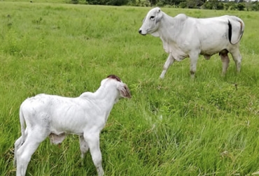La alcaldía de Yopal viene apoyando a los ganaderos del municipio con un programa de mejoramiento genético que les permita tener animales más productivos y rentables. Foto: quepasayopal.com Yopal, Casanare, productor nacional, sector productivo, Alcaldía, reproducción animal, mejoramiento genético, corregimientos, Requisitos, zonas geográficas, Sabana, cría, piedemonte, ceba, doble propósito, alta montaña, inseminación artificial, monta natural, hembras, toro, protocolo, corral de manejo, manga, conducir los animales, vientres, Ganadería, ganadería colombia, noticias ganaderas colombia, CONtexto ganadero
