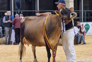 Esta es la vaca Toscana Tequila Gia, que se llevó la Copa Felipe Calderón Junguito como la Campeona Suprema de las razas especializadas de leche. Foto: instagram.com/ganaderiatoscana/ Vaca Tequila Gia, vaca Toscana, vaca Toscana Tequila Gia Agroexpo 2021, vaca jersey campeona suprema, vaca jersey, Historia Ganadería Toscana, parámetros productivos ganadería Toscana, Ganadería Toscana Jersey, venta de hembras puras Jersey, ganado bovino, ganadería bovina, carne, leche, ganaderos, ganaderos colombia, ganado, vacas, vacas Colombia, bovinos, Ganadería, ganadería colombia, noticias ganaderas, noticias ganaderas colombia, CONtexto ganadero, contextoganadero