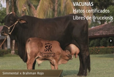 Entre los ganaderos se reconoce al brahman rojo de Ganadería San Rafael por el color del pelaje de sus bovinos, al que llaman "rojo San Rafael". Foto: ganaderiasanrafael.com Resultados Brahman Rojo, tributo al rojo Subastar 2021, tributo al rojo, evento de ganadería, Venta de ganado, venta de brahman rojo, venta brahman rojo Colombia, subasta ganado, subasta Brahman rojo, Subastar, Ganadería San Rafael, ganado bovino, ganadería bovina, carne, leche, ganaderos, ganaderos colombia, ganado, vacas, vacas Colombia, bovinos, Ganadería, ganadería colombia, noticias ganaderas, noticias ganaderas colombia, CONtexto ganadero, contextoganadero