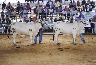 El evento se realizará entre el 28 de marzo y el 3 de abril. Foto: portalelmedio.com Ganadería, ganadería colombia, noticias ganaderas, noticias ganaderas colombia, CONtexto ganadero, ExpoMalocas, expomalocas 2022, feria malocas, feria malocas 2022, feria malocas villavicencio, Feria Nacional Cebú, 74 feria nacional cebu, 74 feria nacional cebu villavicencio, feria malocas marzo, marzo 2022, Ferias Ganaderas