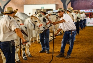 Aún se desconoce cuándo sería el evento. Foto: periodicodelmeta.com Ganadería, ganadería colombia, noticias ganaderas, noticias ganaderas colombia, CONtexto ganadero, ExpoMalocas, expomalocas 2022, feria malocas, feria malocas 2022, feria malocas villavicencio, Feria Nacional Cebú, 74 feria nacional cebu, 74 feria nacional cebu villavicencio