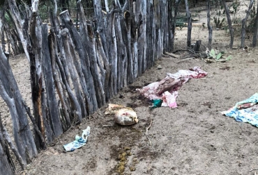 Las escenas de animales pelados en las mismas fincas se repite con frecuencia en el departamento. Foto: Cortesía. Ganadería, ganadería colombia, noticias ganaderas, noticias ganaderas colombia, CONtexto ganadero, inseguridad, Abiegato, cárneo inseguridad en la costa caribe, inseguridad en el cesar, inseguridad en La Guajira, inseguridad en sucre, inseguridad en el atlantico, Inseguridad en Córdoba, insegudiad el magdalena