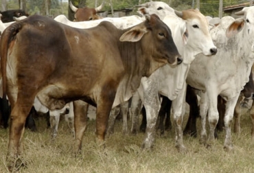 El verano que se presenta por estos días en el departamento del Meta ha hecho que algunos ganaderos saquen a vender sus animales ante la falta de pasto suficiente para alimentarlos. Foto: periodicodelmeta.com precio, ganado, Meta, complejo ganadero, alimento, Pasto, forraje, Heno, Agua, suplementos, sal, Sequía, Verano, Comité de Ganaderos, ganado gordo, ganado flaco, vacas, novillas, leche, machos, hembras, asaderos, pérdidas, Ganadería, ganadería colombia, noticias ganaderas colombia, CONtexto ganadero