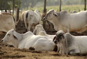 Los precios del ganado en el Meta han vuelto a subir luego de la aparición de algunas lluvias en época de verano. Foto: elproductor.com precio, ganado, Meta, Llanos Orientales, Comité de Ganaderos, complejo ganadero, alimento, Pasto, forraje, Praderas, Lluvias, Agua, Sequía, Verano, ganado gordo, vacas, novillas, asaderos, pérdidas, Ganadería, ganadería colombia, noticias ganaderas colombia, CONtexto ganadero