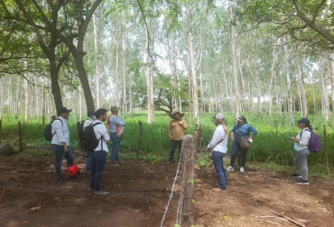 Los miembros de Fegacesar conocieron el modelo silvopastoril implementado por AGROSAVIA. Foto: Cortesía. Fegacesar agrosavia