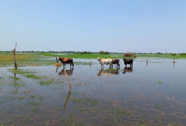 Los ganaderos de La Mojana buscan soluciones definitivas a los problemas que se presentan constantemente por las inundaciones. Foto: Cortesía Inundaciones en La Mojana