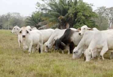A partir de la Resolución 115708 del 27 de diciembre del 2021, el ICA estableció visitas de vigilancia y control para predios con ASI. Foto: lavozdelcinaruco.com predios con bpg y asi