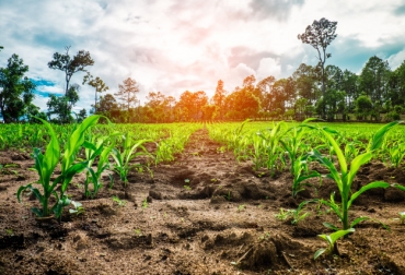 Con las capacitaciones se busca profundizar en temas de comercialización y logística de mercados. Foto: santarosadeosos-antioquia.gov.co comercio agropecuario antioquia