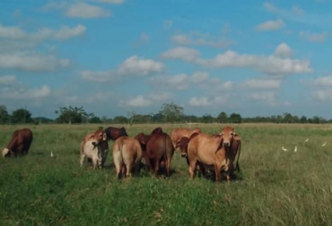En todos los eslabones del sector ganadero se están implementando acciones encaminadas a la sostenibilidad y a la conservación del medio ambiente. Foto: Cortesía sostenibilidad del sector ganadero en Colombia