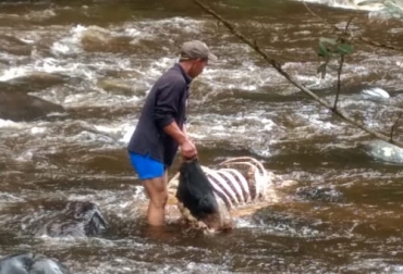 Los ganaderos del Cauca están por tirar la toalla con tanta inseguridad y falta de garantías que los ha hecho tomar decisiones definitivas. Foto: Cortesía. Los ganaderos del Cauca están por tirar la toalla con tanta inseguridad y falta de garantías