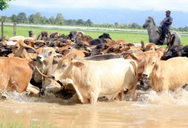 Los ganaderos de La Mojana padecen las inclemencias del invierno debiendo mover el ganado a otras zonas que estén secas con el consecuente costo económico. Foto: regioncaribe.com.co Ganado en inundaciones de La Mojana