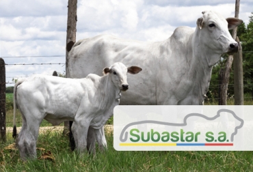 En agosto usted podrá disfrutar de dos eventos Oro de Subastar dedicados a los amantes de la raza nelore y gyr que se harán en Villavicencio y Cartago. Foto: Cortesía eventos oro de Subastar en agosto de 2022