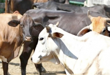 La tendencia a la baja que se registró en junio tanto en el precio del ganado como en la oferta de animales continuó en julio en Córdoba y Sucre. Foto: portallanoticia.news precio del ganado en cordoba y sucre en mayo de 2022