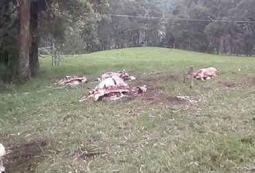 Esta situación tiene muy preocupados a los productores del sector, pues no solo se está afectando la economía del ganadero, sino que también se está poniendo en riesgo la salud pública de la ciudadanía en general. Foto: caracol.com.co finca Carneo bovinos Quindio