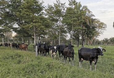 Benevolencia del clima ha hecho que los ganaderos cuenten con animales en buenas condiciones, y se preparen para la temporada de ventas. Foto: agronet.gov.co Benevolencia del clima con los ganaderos