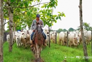 Fedegan, celebrará la semana del ganadero del 26 al 28 de septiembre de 2022 en honor a este productor que trabaja para garantizar la seguridad alimentaria de la población colombiana´. Foto: Captura de video Fedegán 30 de septiembre: Día Nacional del Ganadero