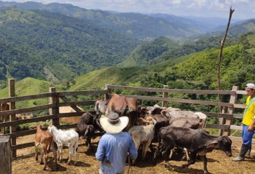 De su constante productividad durante los 360 días de cada año, el ganadero contribuye a que cada habitante en Colombia tenga la oportunidad de consumir 156 litros de leche de vaca al año y 18 kilos de carne de res, alimentos que según investigaciones científicas son necesarias para la óptima salud y el buen funcionamiento del cuerpo humano. Foto: Fedegán FNG Día Nacional del Ganadero