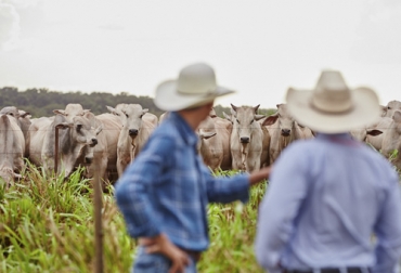 Minerva Foods realiza el monitoreo geoespacial a más de sus 80 % de fincas proveedoras de ganado a través de la plataforma SMGeo. Foto: Minerva Foods minerva foods monitoreo geospacial en Colombia