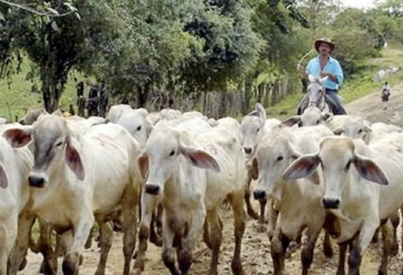 Casi todos los indicadores de comercio de ganado vacuno en Córdoba y Sucre bajaron en noviembre, tantos los precios como la oferta en ferias y subastas. Foto: GS NOTICIAS.COM comercio de ganado en cordoba y sucre en noviembre de 2022