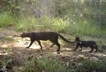 Debido a las inundaciones en el habitat de los jaguares, han lelgado a las fincas en busca de alimento. Foto: Vanguardia jaguar