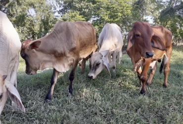 El Comité de Ganaderos del Quindío, hace un llamado urgente a todas las autoridades para brindar más acompañamiento a la zona rural. Foto: suganado.com reses
