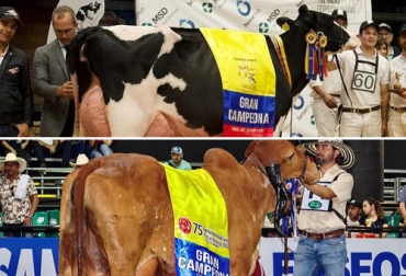 La vaca Tattoo Fushi-EX-91 (superior) y la vaca El Tesoro Profara 992/4-MB-93 (inferior) son vacas de Colganados y otros asociados que obtuvieron el primer puesto en sus respectivas competencias en 2022. Foto: instagram.com/colganados campeonas holstein y gyr de colganados