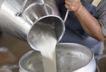 Las intensas lluvias que azotan al Quindío han hecho que se reduzca la producción de este alimento. Foto: Colombia.com Leche