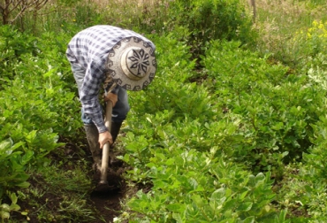 A Quindío le fueron aprobados $80 mil millones de Regalías para diversos proyectos, entre los que se encuentran 2 para el sector agropecuario. Foto: CONtexto Ganadero. Regalías para sector agropecuario de Quindío