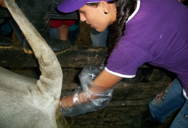 La inseminación artificial es uno de los puntos más aprovechados por los asistentes, quienes buscan mejorar su ganadería realizando bien su proceso. Foto: Mauricio Martínez. Inseminación artificial