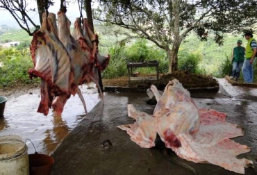 Aproximadamente, 30 reses se están sacrificando al día en los patios de las fincas. Foto: Policía Nacional. Matadero clandestino