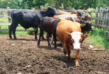 En total, 38 casos de rabia bovina y 990 de brucelosis fueron detectados en Sucre durante 2012. Foto: CONtexto Ganadero. Sucre en alerta por aumento de rabia bovina.