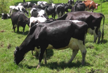 Los productores bovinos les solicitan a las autoridades de seguridad mayor presencia en las zonas rurales. Foto: CONtexto ganadero. Ganado holstein