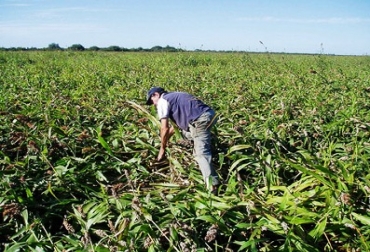 Este programa ayudará a capacitar a los campesinos en pro de una mejor producción agrícola para el Quindío. Foto: Archivo. 1.500 campesinos del Quindío recibirán asistencia técnica gratuita