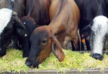 En la bodega, los ganaderos encuentran suplementos alimenticios como melaza, heno y Mezclagán. Foto: CONtexto Ganadero. Alimento para ganado en Cesar.jpg