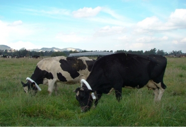 Con un experimiento, una investigadora de la Universidad Nacional logró medir la cantidad de gases que emiten los rumiantes lecheros del departamento de Antioquia. Foto: Unimedios. Disminución de emisiones de CO2