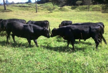 El eje principal del evento en Santander será la raza Angus y sus cruces. Foto: CONtexto Ganadero. Angus Brangus