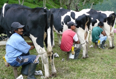 Lo que se busca es que a insumos como la urea, el maíz y otros químicos se les disminuya los precios de importación. Foto: Santiago Jaramillo. Producción leche