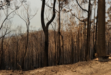 Los 214 kilómetros cuadrados de cobertura vegetal que se han perdido equivalen al 69,70% del área urbana de Bogotá. Foto: Archivo Fedegán. Servicio ambiental disminuye en la Amazonía