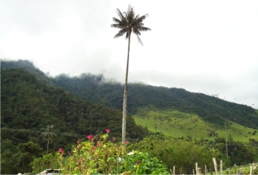 El departamento cuenta con gran potencial en cuanto a zonas verdes. Foto: Gobernación del Quindío. Proyecto ambiental en Quindío buscará mitigar impacto del cambio climático.jpg