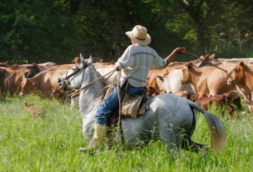 El arreo de ganado es una de las actividades típícas del llanero. Foto: http://hernandezfoto.zenfolio.com. Llanero araucano