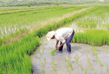 Secretaría de Agricultura pide mejorar precio que se pagan al productor. Foto: Gobernación de Casanare. Arroceros de Casanare.jpg