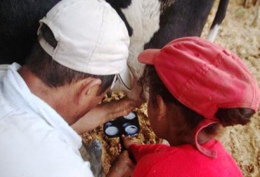 Con el ALE se beneficiaran 56 pequeños ganaderos de Cajamarca, Tolima. Foto: CONtexto Ganadero Asistegán Lácteo Express Tolima