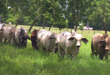 Durante 10 meses los toretes se sometieron a las mismas condiciones de pastoreo, sales mineralizadas y plan sanitario. Foto: Corpoica Toretes brahman