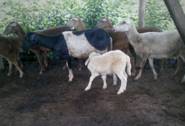 15 hembras criollas y un macho mejorador de la raza katadhin, fue lo que recibió cada familia participante. Foto: Sandra Arango / Fedegán. Ovinos en Caucasia