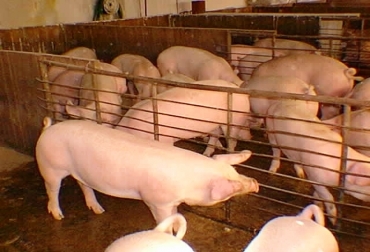 Según Asoporcicultores, este año se consumirán aproximadamente unas 240.000 toneladas de carne de cerdo. Foto: Asoporcicultores Según Asoporcicultores, este año se consumirán aproximadamente unas 240.000 toneladas de carne de cerdo. Foto: