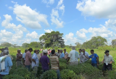 Se estudiarán el número de investigadores agropecuarios con los que cuentan y se organizará una nueva convocatoria para dar a conocer los trabajos y proyectos. Foto: Jaime Andrés Vargas. Temas ganaderos en Meta
